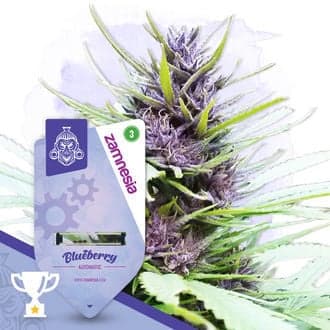 Blueberry Auto Seeds