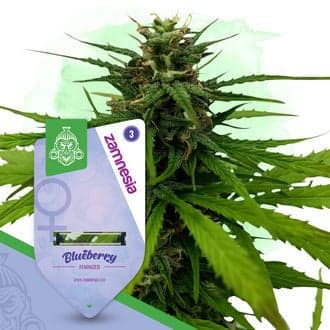 Blueberry Seeds