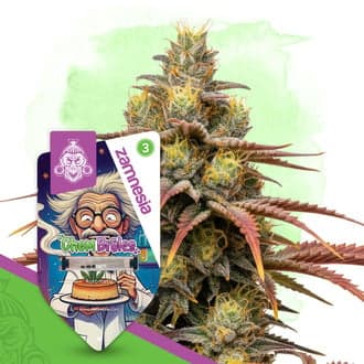 Chem Brulee Auto Seeds