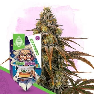 Chem Brulee Seeds