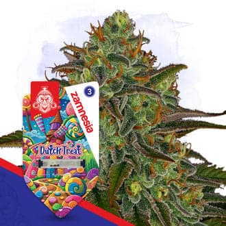 Dutch Treat Auto Seeds