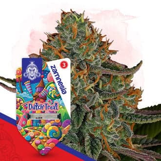 Dutch Treat Seeds