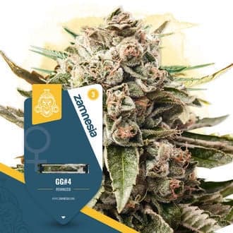 GG#4 Seeds