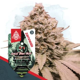 Ghost Train Haze Seeds