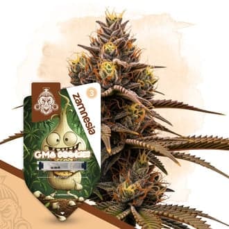 GMO Cookies Auto Seeds