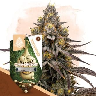 GMO Cookies Seeds
