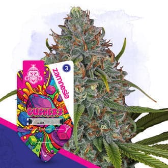 Gushers Auto Seeds