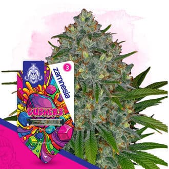 Gushers Seeds