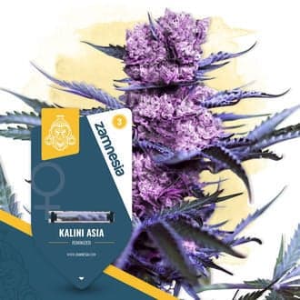 Kalini Asia Seeds