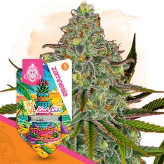 LA Kush Cake Seeds