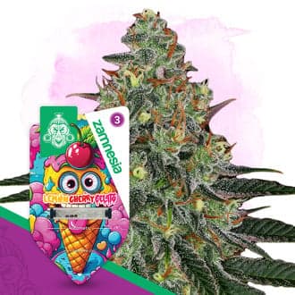 Lemon Cherry Gelato Auto Seeds