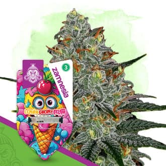 Lemon Cherry Gelato Seeds
