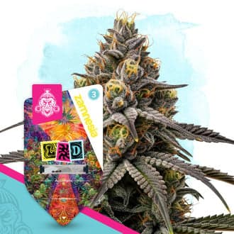 LSD Auto Seeds