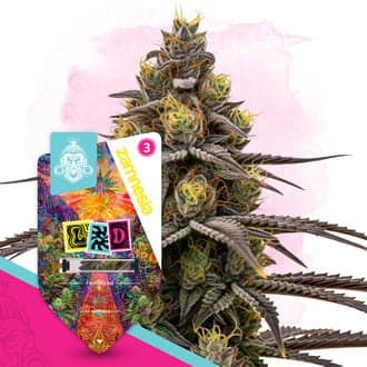 LSD Seeds