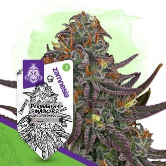 Permanent Marker Auto Seeds