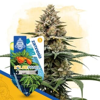 Solar Panel Auto Seeds