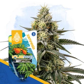 Solar Panel Seeds