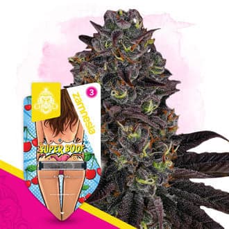 Super Boof Auto Seeds