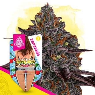 Super Boof Seeds