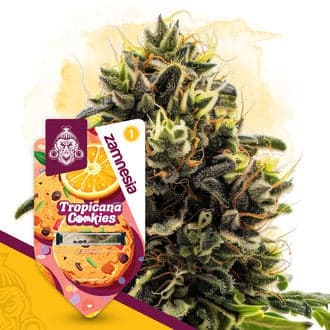 Tropicana Cookies Auto Seeds