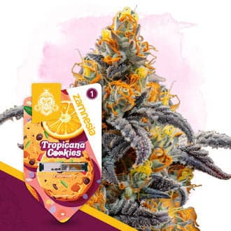Tropicana Cookies Seeds