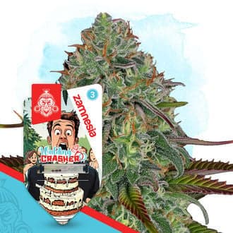 Wedding Crasher Auto Seeds