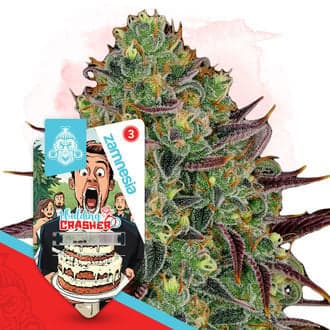 Wedding Crasher Seeds
