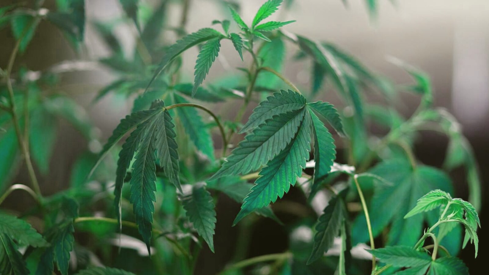 How to Grow Weed in an Apartment: Stealth Setup Guide (100g+ Under 1m²)