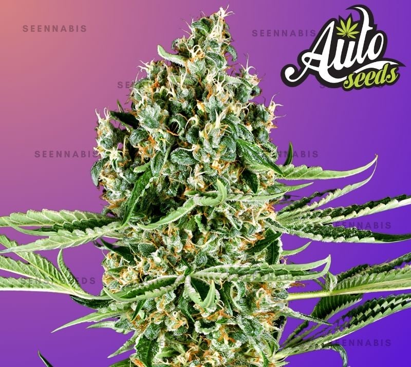 Critical Runtz Autoflowering Cannabis Seeds