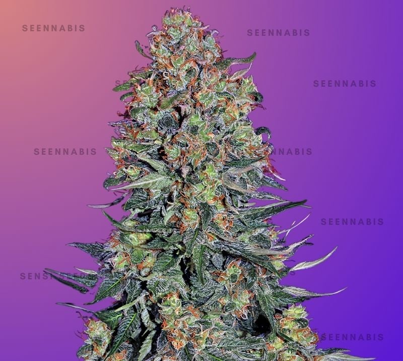 Blue Skunk Feminized Cannabis Seeds