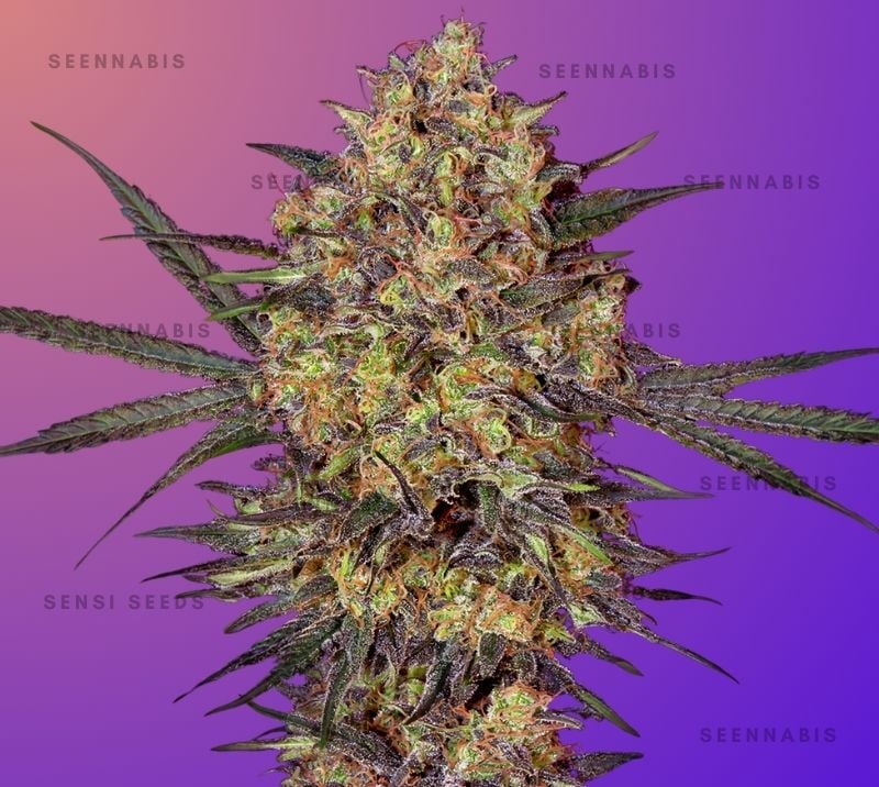 The Bird Feminized Cannabis Seeds