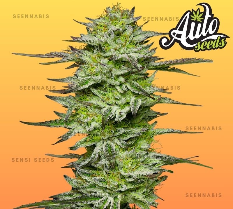Amnesia Jelly Autoflowering Cannabis Seeds