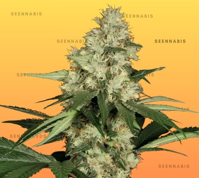 Amnesia White Autoflowering Cannabis Seeds
