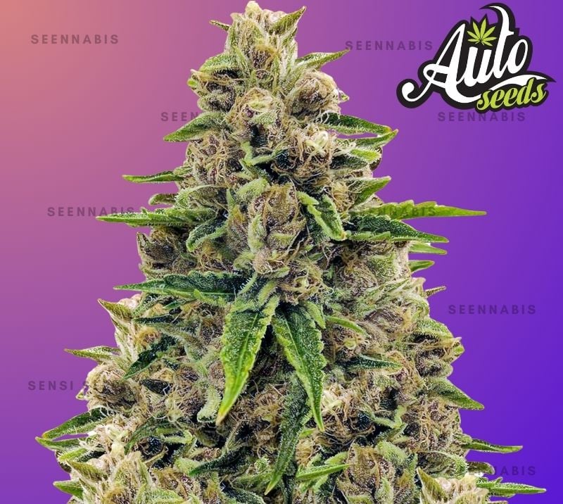 Godfather OG Autoflowering Cannabis Seeds