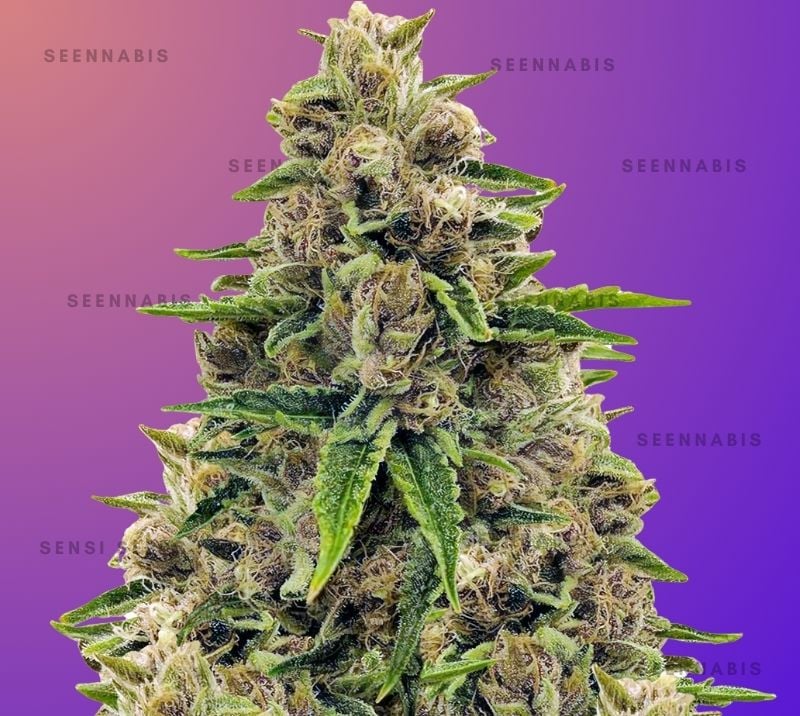 Godfather OG Feminized Cannabis Seeds