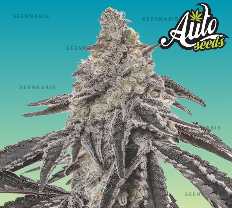MAC Autoflowering Cannabis Seeds