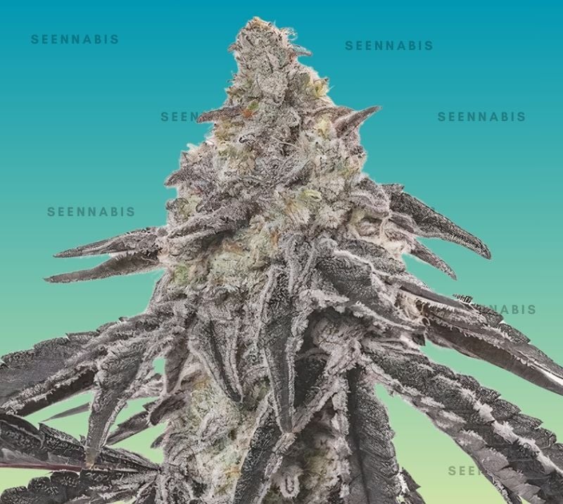 MAC Feminized Cannabis Seeds