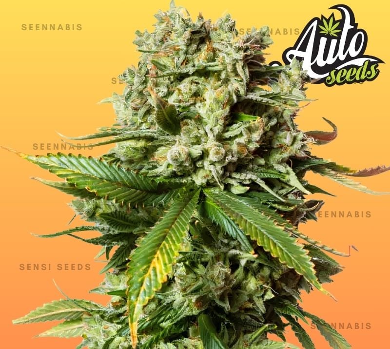 Maui Waui Autoflowering Cannabis Seeds