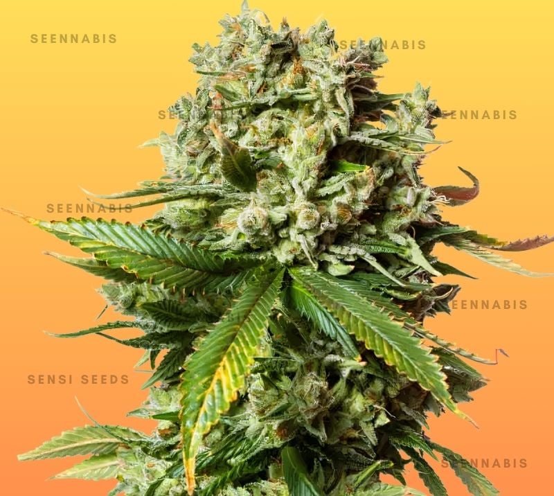 Maui Waui Feminized Cannabis Seeds
