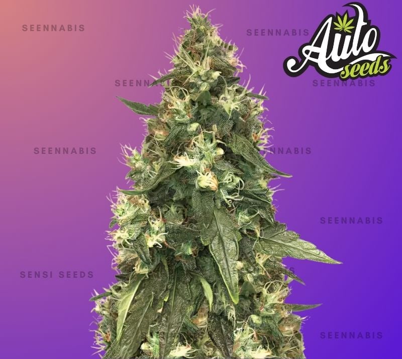 Northern Lights Autoflowering Cannabis Seeds Seennabis