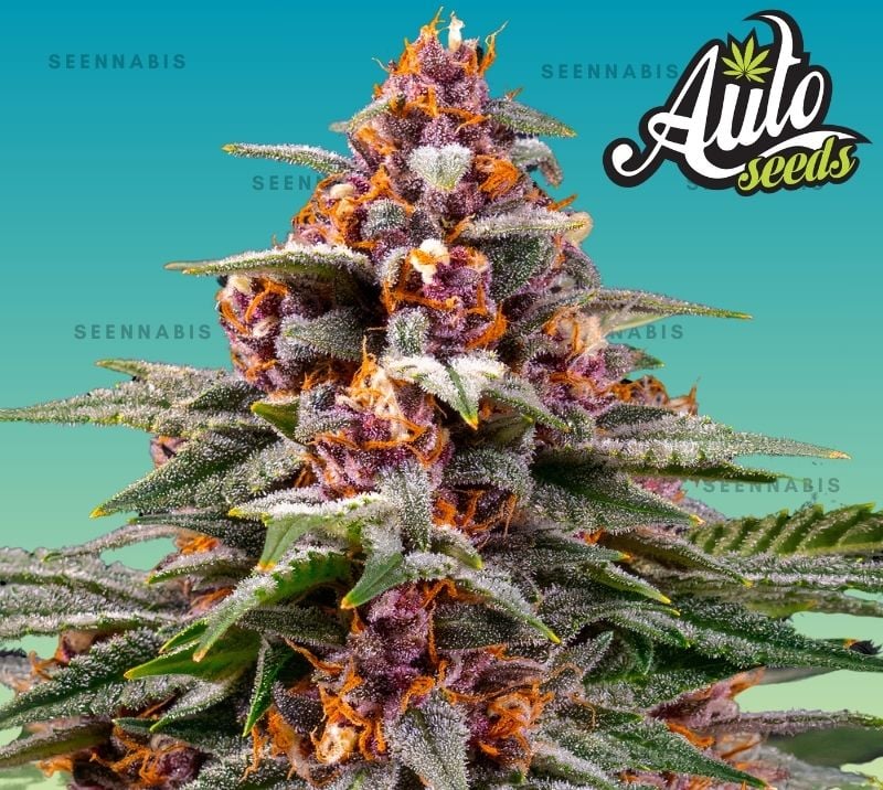 Runtz Autoflowering Cannabis Seeds