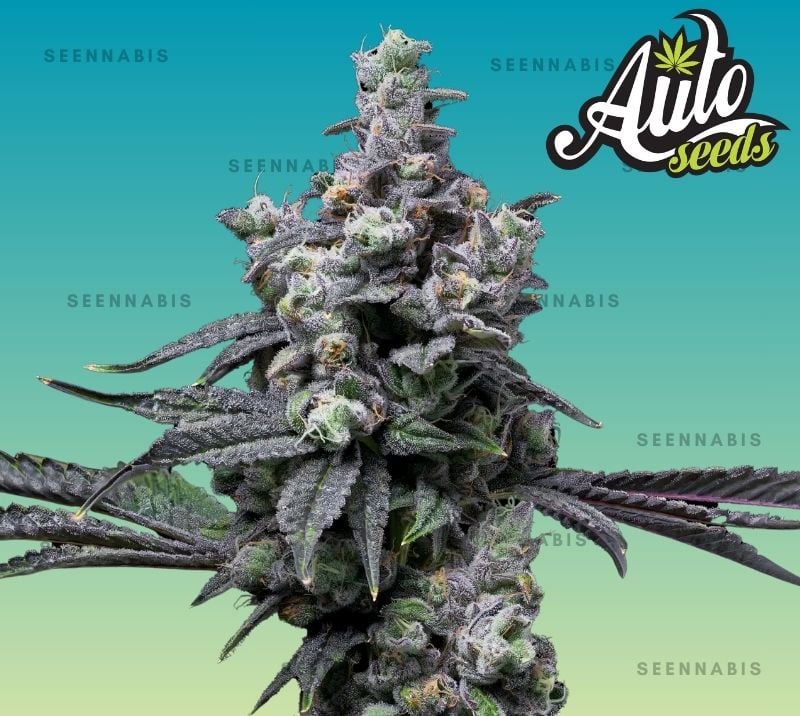Slurricane Autoflowering Cannabis Seeds