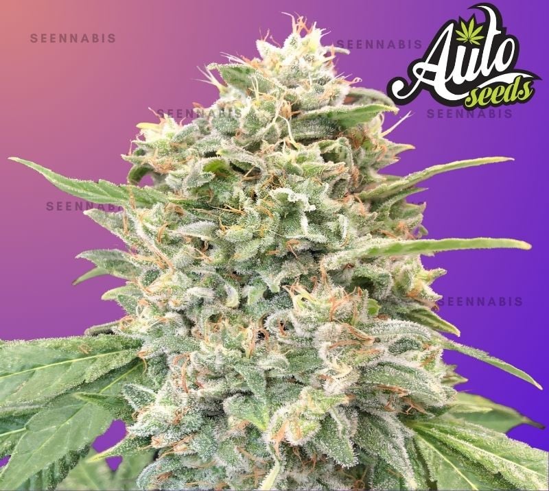 Strawberry Banana Autoflowering Cannabis Seeds